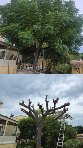 Photo de galerie -  Taille des arbres avant l’hiver : élagage des branches pour sécuriser les abords et prévenir les risques de chute.