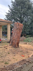 Photo de galerie - Elagage et coupe d'arbres