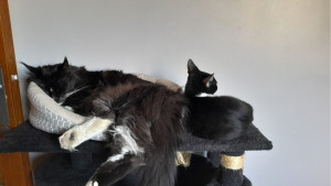 Photo de galerie - Une garde de chat avec un de mes matous 