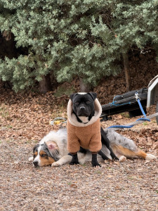 Photo de galerie - Garde de chien 