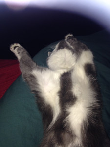 Photo de galerie - Garde de chats d’amis 