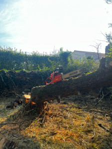 Photo de galerie - Elagage et coupe d'arbres