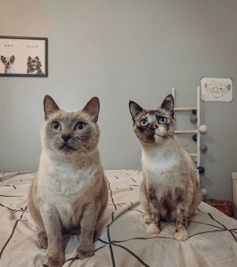 Photo de galerie - Garde chat