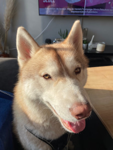 Photo de galerie - Venom le Husky