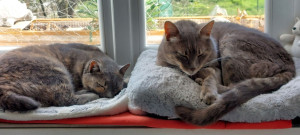 Photo de galerie - Quinoa et yaku 
