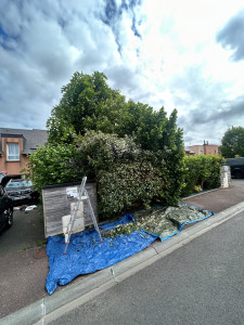 Photo de galerie - Taille de haies et d'arbustes