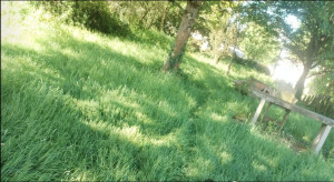 Photo de galerie - Tonte de pelouse - Débroussaillage