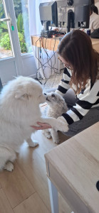 Photo de galerie - Garde animaux