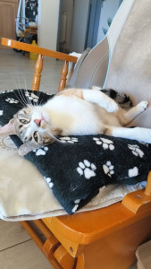 Photo de galerie - Garde d'une minette régulièrement, visiblement très à l'aise. ✨