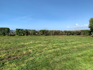 Photo de galerie - Taille de haies et d'arbustes