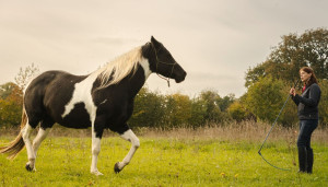 Photo de galerie - Dressage cheval relation en liberté 