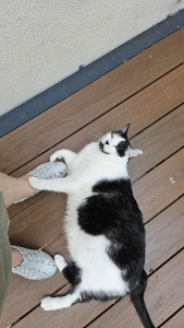 Photo de galerie - Garde Chat à son domicile, besoins quotidiens, tenir compagnie et nettoyage de la litière.