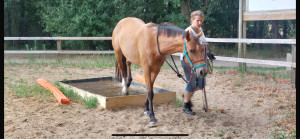 Photo de galerie - Éducation chevaux