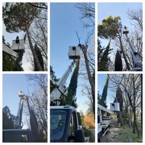 Photo de galerie - Elagage et coupe d'arbres