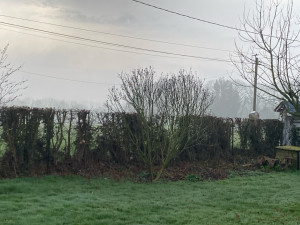 Photo de galerie - Haie 