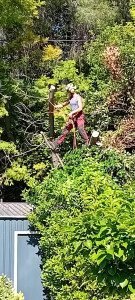 Photo de galerie - Démontage d'une partie du mimosas