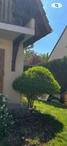 Photo de galerie - Taille d'arbuste — finition champignon