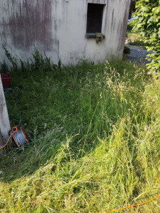 Photo de galerie - Une autre cliente qui avait besoin d'un coup de tondeuse! 