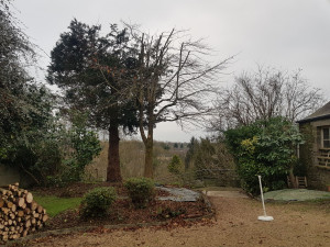 Photo de galerie - Elagage et coupe d'arbres