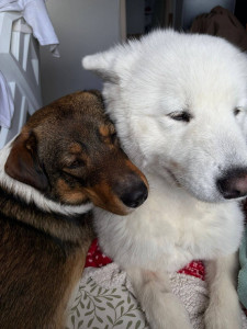Photo de galerie - Garde chien