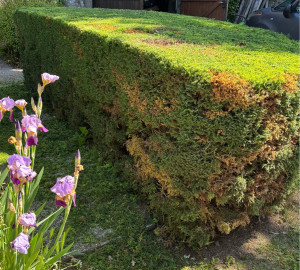 Photo de galerie - Taille de haies et d'arbustes