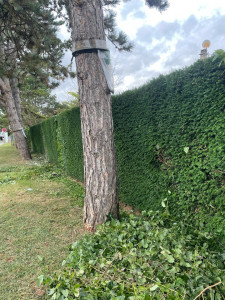 Photo de galerie - Taille de haie sur 3 faces 