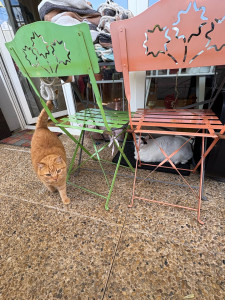 Photo de galerie - Visite pour 3 loulous (petit Jules, Guizmo et Momo) durant 2 semaines  