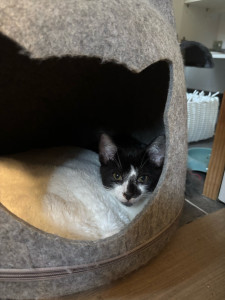 Photo de galerie - Garde petit chat 