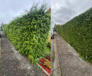 Photo de galerie - Taille de haie 