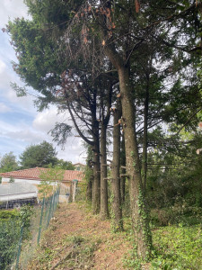 Photo de galerie - Élagage en hauteur de c’est arbres 