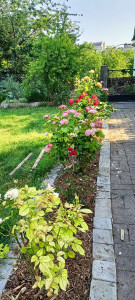 Photo de galerie - Tonte de pelouse et bordures. Taille des rosiers.
