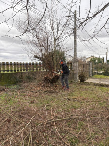 Photo de galerie - Elagage et coupe d'arbres