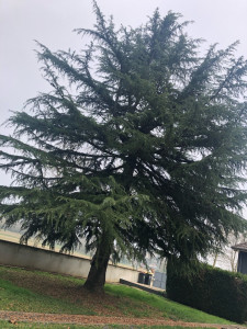 Photo de galerie -  abattage de sapin