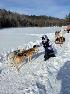 Photo de galerie - Des chiens de traineaux 