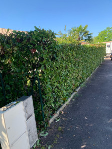 Photo de galerie - Photo après la taille 