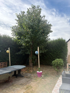 Photo de galerie - Elagage et coupe d'arbres