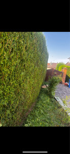 Photo de galerie - Taille haie 