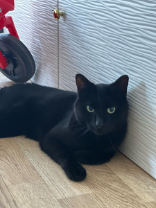 Photo de galerie - Garde chat