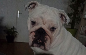 Photo de galerie - Boubou