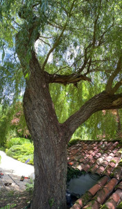 Photo de galerie - élagage 