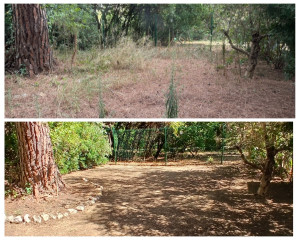 Photo de galerie - Nettoyage d'un jardin. 