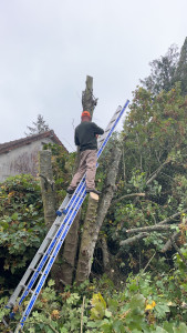 Photo de galerie - Elagage et coupe d'arbres