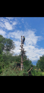 Photo de galerie - Elagage et coupe d'arbres