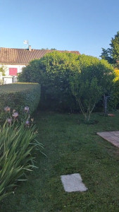 Photo de galerie - Taille arbustes, notamment abelias et haies pittosporum...