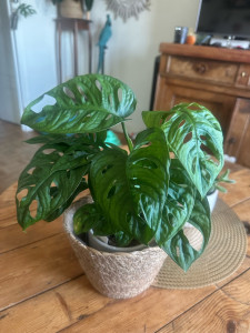 Photo de galerie - Plante