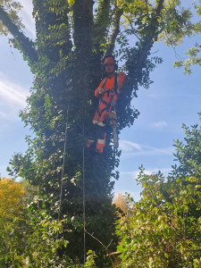 Photo de galerie - élagage