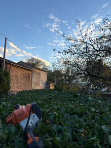 Photo de galerie - Taille annuelle d’une haie de Laurier Palme