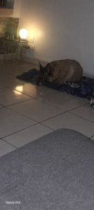 Photo de galerie - Ma petite Lana 8 ans malinois gardée 15 j en août 
