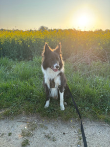 Photo de galerie - Balade au petit matin sur Plouhinec 