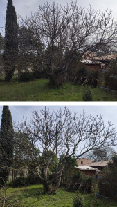 Photo de galerie - Nettoyage d'un figuier 